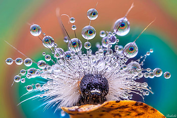 Peacock caterpillar, blue, caterpillar, peacock, water drops, orange, insect, macro HD wallpaper