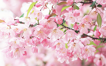 Plants, Flowers, Background HD wallpaper