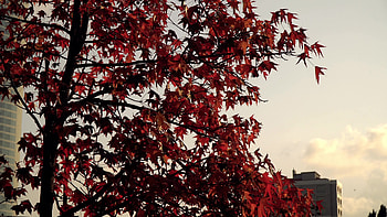 Istanbul, Maple Tree HD wallpaper