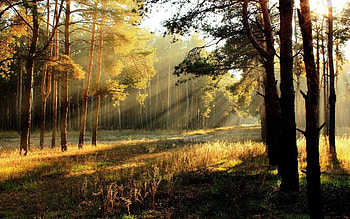 Plants, Landscape, Sun HD wallpaper
