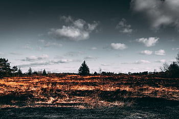 Autumn landscape with dramatic sky, scorched field, and silhouetted trees. HD wallpaper