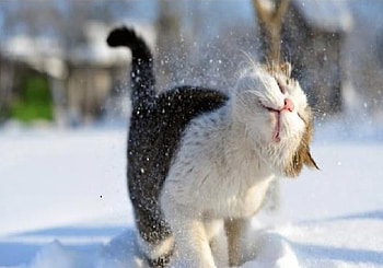 Cute cat, cat HD wallpaper