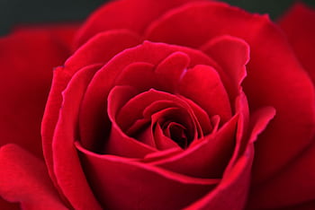 Vibrant red rose in full bloom, captured in a detailed close-up shot. HD wallpaper