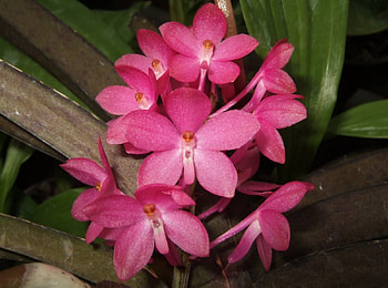 Ascocentrum Orchids Flower, Green, 22, Pink, Love HD wallpaper