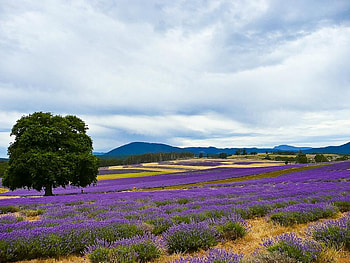 lavender field, purple, lavender, fields, nature, tree HD wallpaper