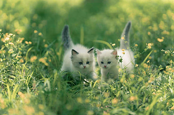 Adventure is out there, animal, kitten, Cat, kitty HD wallpaper