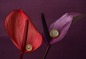Flower pair, close up HD wallpaper