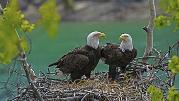 Bald Eagle, Yukon river nest, Canadian wilderness, Bing gallery feature HD wallpaper