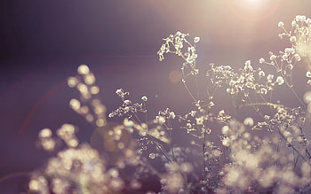 Grass, Macro, Shine, Light, Bright HD wallpaper