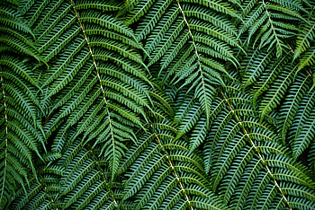 Leaves, Bush, Macro, Fern, Branches HD wallpaper