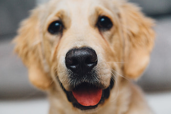 Animals, Dog, Muzzle, Puppy, Golden Retriever HD wallpaper