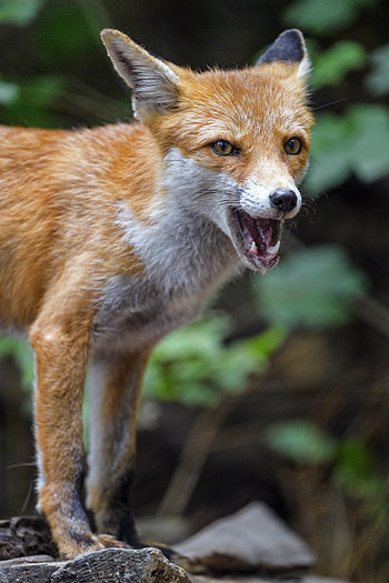 Animals, Fox, Muzzle, Predator, To Fall, Mouth HD phone wallpaper