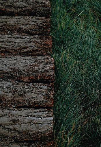 Nature, Grass, Bark, Logs HD phone wallpaper