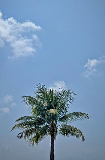 Nature, Sky, Leaves, Wood, Tree, Palm HD phone wallpaper