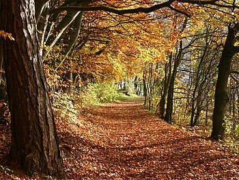Autumn Path, trees, autumn, forest, path HD wallpaper