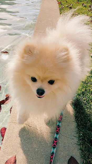 Pomeranian Dog, Pomeranian, Pomeranian Golden Dog HD phone wallpaper