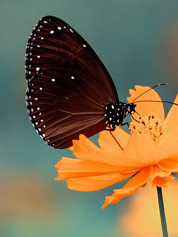Flower butterfly , Blossoming beauty, Natural harmony, Captivating visuals HD phone wallpaper