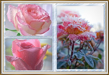 ROSE COLLAGE, NATURE, ROSE, COLLAGE HD wallpaper