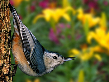Bird, other, beautiful, animals HD wallpaper