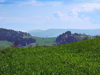 Green Meadows, meadows, laka, green, zielona HD wallpaper