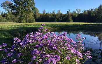 Asters by Pond, Latvia, asters, flowers, pond HD wallpaper