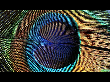 Feather HD wallpaper