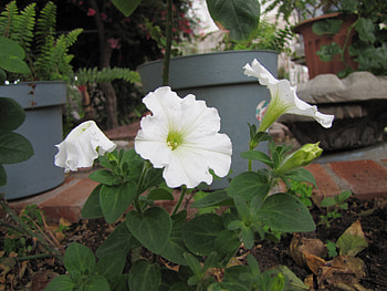 petunia, garden flower, nature, white petunia, flower HD wallpaper