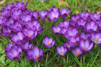 Bloom, plants, close up, crocus HD wallpaper