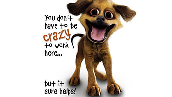 crazy gog, sara, ahmed, ramy, noha HD wallpaper