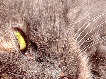 eye, green, de, ull, gat, verde gato ojo, cat HD wallpaper