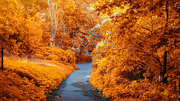 Fall foliage , Captivating autumn leaves, Nature's palette, Serene scenes HD wallpaper