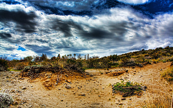 Plants, Nature, Stones, Sky, Sand, Color, Colors, Roots HD wallpaper