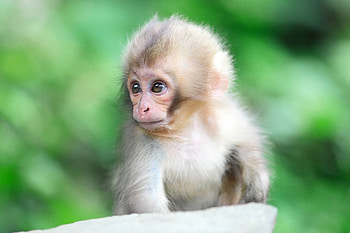 Monkey, baby monkey, cute , adorable animal HD wallpaper