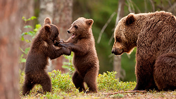 Cubs, Bears HD wallpaper