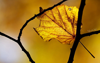 Autumn, Macro, Sheet, Leaf HD wallpaper