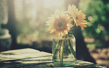 Sunflowers, still life, vase, beautiful flowers HD wallpaper