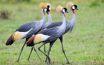 Grey crowned crane, , Beautiful bird, Wildlife graphy HD wallpaper