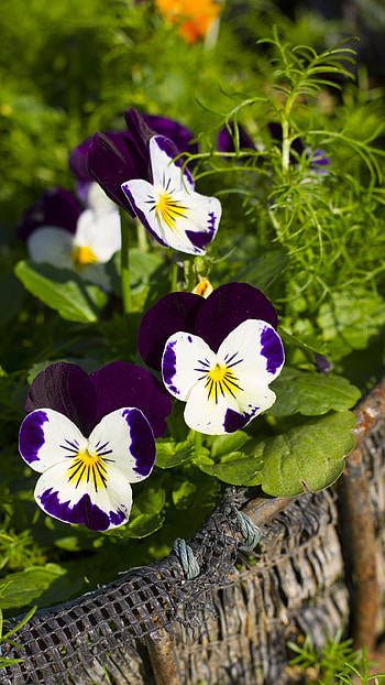 Pansy, White, Purple, Adorable, Flower HD phone wallpaper