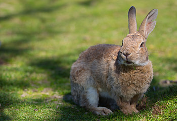 Animals, Grass, Shadow, Ears, Rabbit HD wallpaper