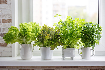Indoor herb garden, Kitchen inspiration, Green oasis, Stylish plant display HD wallpaper