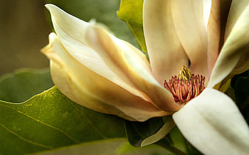 Magnolia, nature, graphy, flower HD wallpaper