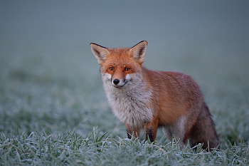Frost-Kissed Fox — Wildlife, Animal, fox HD wallpaper
