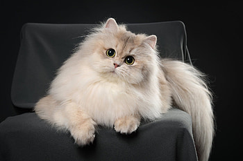 Cat, animal, fur, ball HD wallpaper