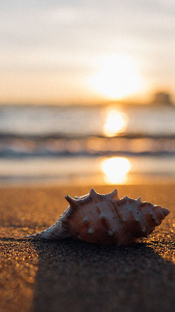 Sea Shell, Background, White Background HD phone wallpaper