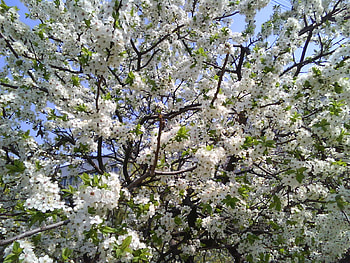 spring flowers, me, alyah HD wallpaper