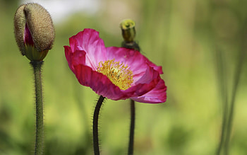 Poppy Flower, Purple poppy, , Full HD wallpaper