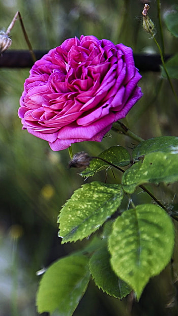 Rose Flower, Rose, Flower Plant HD phone wallpaper