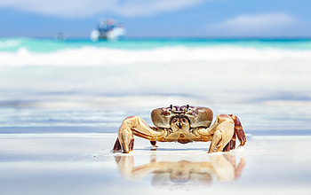 Hairy leg mountain crab, Crabs HD wallpaper