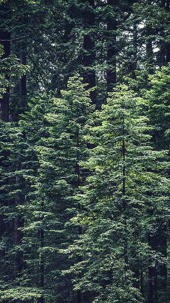 Green leafed tree, Nature's backdrop, Serene beauty, -worthy HD phone wallpaper