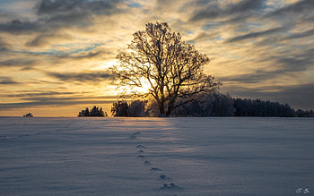 Winter Sunset in Latvia, winter, snow, Latvia, sunset, tree HD wallpaper